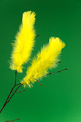 Image showing Easter feathers at green background