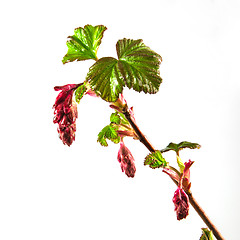 Image showing Red flowering currant