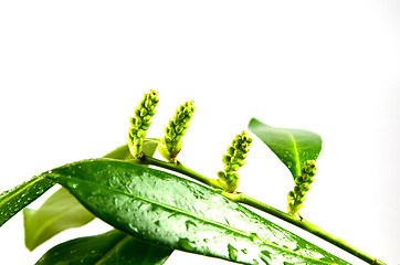 Image showing Fresh laurel buds