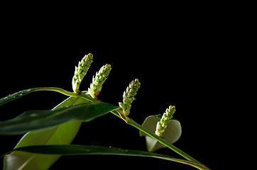 Image showing Laurel buds close up