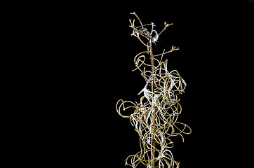 Image showing Fireweed stalk detail at black