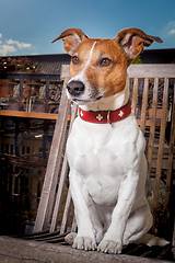 Image showing thoughtful dog