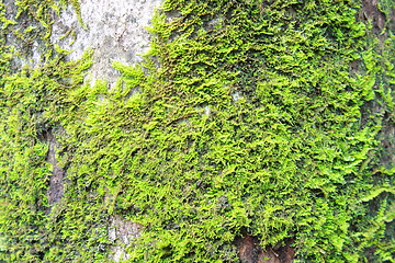 Image showing green moss on the trunk of tree 