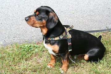 Image showing Dachshund