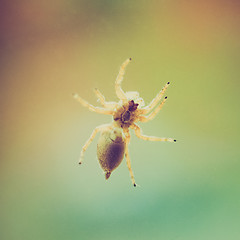 Image showing Retro look Spider animal