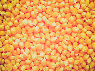 Image showing Retro look Maize corn