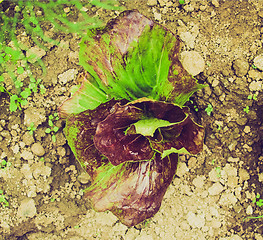 Image showing Retro look Salad picture