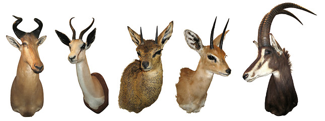 Image showing Stuffed animals antelope
