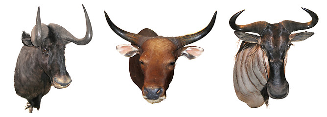 Image showing Stuffed buffalo head