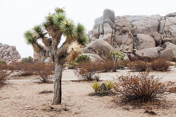 Image showing Joshua Tree