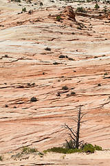 Image showing Zion National Park