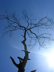 Image showing dry tree in the sunshine in the sky