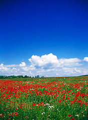 Image showing Poppy field