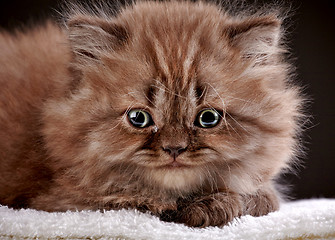 Image showing british long hair kitten