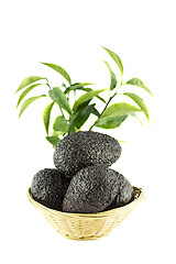 Image showing Black Ripe Avocados