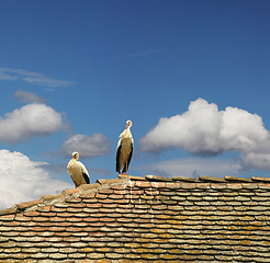 Image showing Two storks 