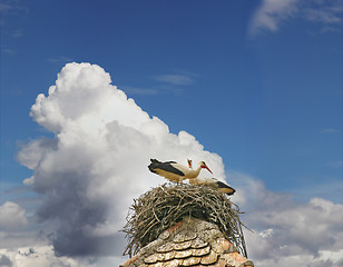 Image showing Storks in the nest