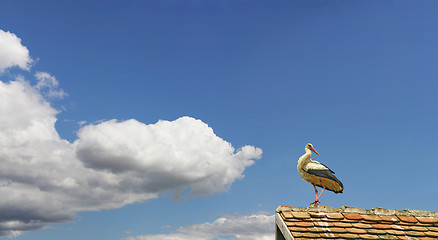 Image showing Young stork