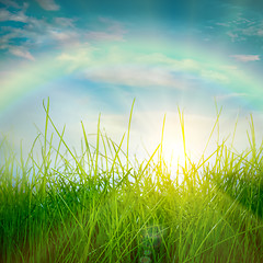 Image showing Spring green grass