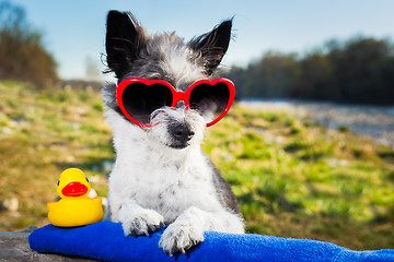 Image showing summer love dog