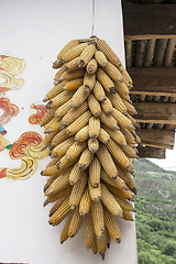 Image showing Dry corns