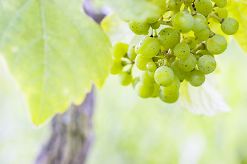 Image showing French vineyard