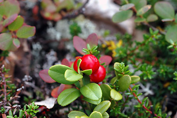 Image showing Cranberries