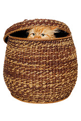 Image showing Cat is hiding in a basket.