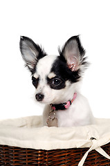 Image showing Chihuahua dog in a basket.