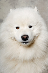 Image showing Face of samoyed dog