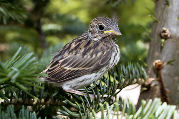 Image showing Leaving the Nest