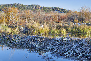 Image showing beaver swamp in Colorado