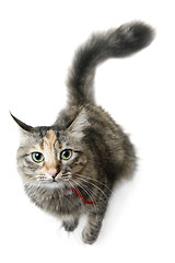 Image showing Cat Looking Up
