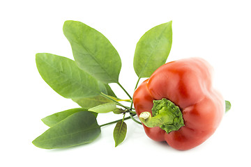 Image showing Red sweet pepper