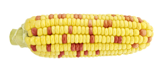 Image showing Corn