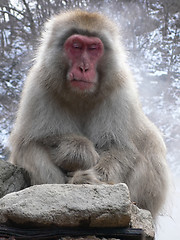 Image showing Japanese Macaque relaxing