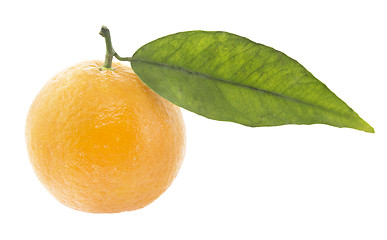 Image showing Clementine