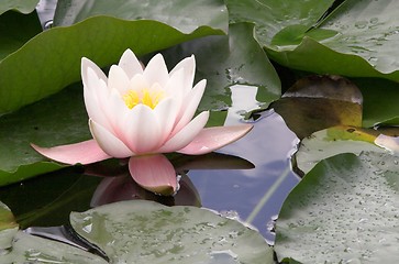 Image showing European white water lily