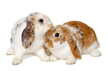 Image showing Two rabbits isolated on a white background