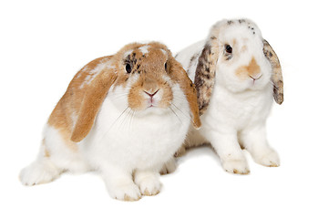 Image showing Two rabbits isolated on a white background