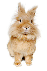 Image showing Rabbit isolated on white background