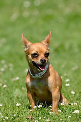 Image showing Chihuahua dog on green grass