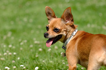 Image showing Chihuahua dog on green grass