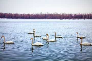 Image showing white swans