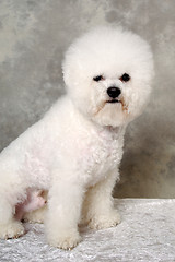 Image showing Sitting poodle dog