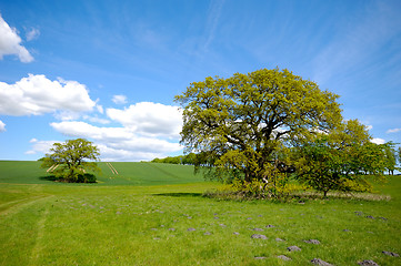 Image showing Tree on hill