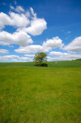 Image showing Tree on hill