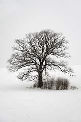 Image showing Tree on hill at winter