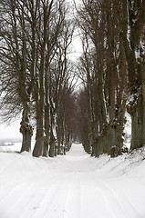 Image showing Pathway at winter