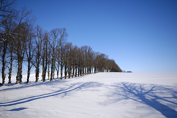 Image showing Trees on hill at winter